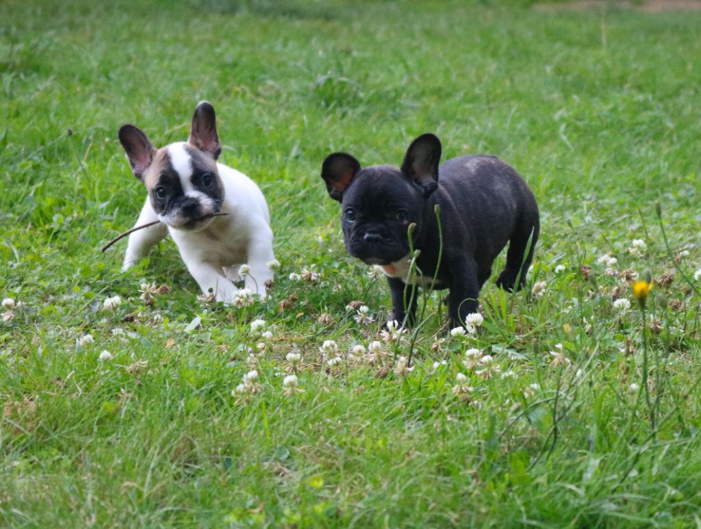 Sven & sully des Terres du Sirius